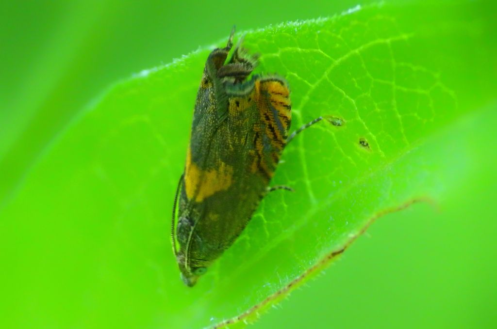 Dichrorampha vancouverana